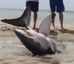 sauvetage requin Un grand requin blanc échoué sur une plage