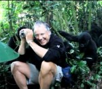 entoure Un homme entouré par des gorilles