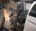guide voiture Attaqué par un léopard, un guide lui roule dessus