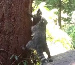 apprendre Maman raton laveur montre à son petit comment grimper dans un arbre