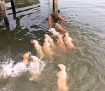 golden nage Nager avec ses chiens Golden Retriever