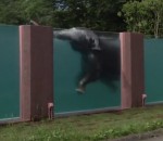 transparent Piscine transparente dans un zoo pour voir les éléphants nager