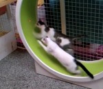 roue exercice Une roue d'exercice pour chats