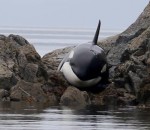 sauvetage echouage Une orque échouée sur des rochers