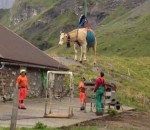 veterinaire Une vache suisse héliportée