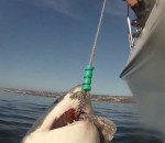 blanc Vidéobomb d'un grand requin blanc
