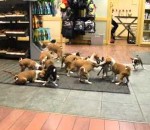 16 chien Vivre avec 16 chiots