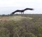 aigle attaque Aigle vs Drone