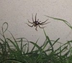 araignee invasion herbe Des araignées brillent dans le noir