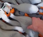 caoutchouc cri Une armée de canards en plastique