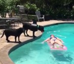 chien femme L'attaque d'un chien-requin dans une piscine