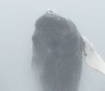 baleine bosse saut Une baleine fait un saut impressionnant