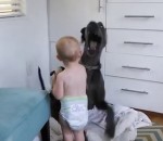patron chien Un bébé prend la couverture d'un dogue allemand