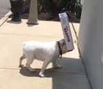 chien obstacle Un bulldog anglais avec une boîte dans la gueule