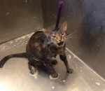 bain Un chat dit « No more » pendant un bain