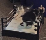 ring catch Deux chatons dans un mini ring