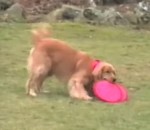 retriever golden 1 chien, 5 frisbees