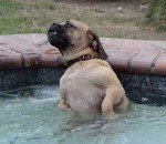 eau bain Un chien grogne de plaisir dans un jacuzzi
