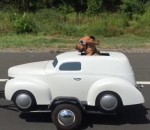 moto Un chien a sa propre voiture