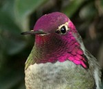 oiseau Le colibri d'Anna et son plumage