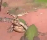 manger patte Un crocodile dévore la patte d'un de ses congénères