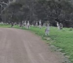 kangourou cycliste Un cycliste pas rassuré au milieu des kangourous