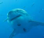 blue blanc Deep Blue, un grand requin blanc femelle de 7 mètres pesant 2 tonnes