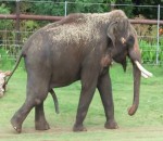 gratter elephant Un éléphant se gratte le ventre avec son pénis
