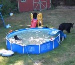 ours piscine toboggan Une famille d'ours s'invite dans une piscine
