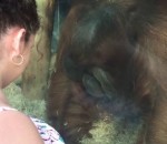 zoo Un orang-outan embrasse le ventre d'une femme enceinte