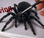 illusion peinture anamorphique Peinture d'une araignée en 3D