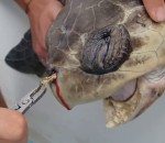 plastique Sauvetage d’une tortue avec une paille dans une narine