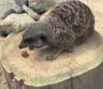 raisin suricate Un suricate pas partageur
