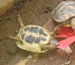 dos Un tortue sur le dos mange une fleur