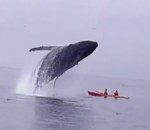 kayak baleine Deux kayakistes manquent de se faire écraser par une baleine