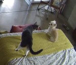 patron chat Un chat interrompt les aboiements d'un chien