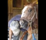 langue lecher Un cheval affectueux avec un maréchal-ferrant
