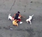 homme chien Deux pitbulls hors de contrôle attaquent un homme 