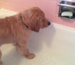 chiot chien retriever Un chiot prend son bain