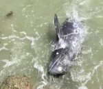 aide Un dauphin terrifié et épuisé demande de l'aide