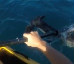 kayak pecheur Kayakiste vs Requin-marteau