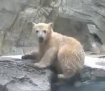 ours eau bassin Maman ourse à la rescousse