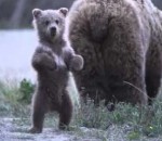 ours patte Un ourson invite un cameraman à le rejoindre