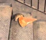 metro new-york Un rat prend une pizza à emporter