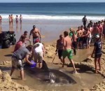 sauvetage echouage Solidarité sur une plage pour sauver un requin échoué