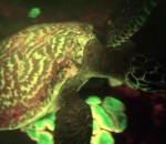mer Une tortue de mer fluorescente