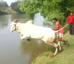 vache taureau Un zébu plonge dans une rivière