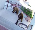 ours Un bouledogue fait fuir deux jeunes ours