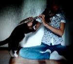 attaque chat Un chat n'aime pas la flûte traversière