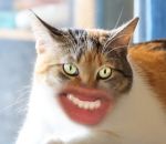 montage chat Des chats avec une bouche d'être humain